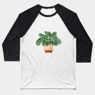 Calathea Burle-Marxii Amabilis, Calathea Plant Illustration Baseball T-Shirt